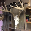 White bone taxidermy gallery