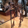 Beneski Museum-Natural History gallery
