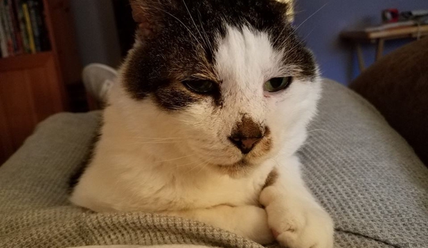 Rocket Boy Cat Sitting - East Longmeadow, MA