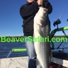 Bailey's Beaver Lake Striper Guide Service gallery