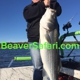 Bailey's Beaver Lake Striper Guide Service