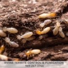 Irvine Termite Control & Fumigation