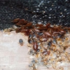 Pest-Away Exterminators Inc gallery