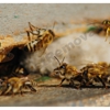 AA Native Wildlife Removal, Bee Removal & Pest Removal gallery