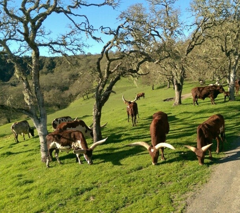 Safari West - Santa Rosa, CA