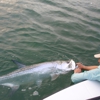 Islamorada Fishing Guide Captain Ted Wilson gallery