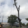 Out On A Limb Tree Care gallery