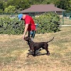Dog Gone It K9 gallery