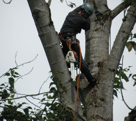 Saunders Tree Service LLC - Shoreline, WA