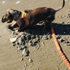 Coastal K9 Academy gallery
