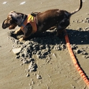 Coastal K9 Academy - Dog Training