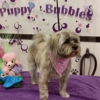 Justin Animal Hospital and Grooming gallery