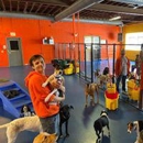 Urban Pooch Training and Fitness Center - Dog Training