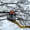 Tree City gallery