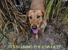 Hunters Creek Retrievers - Pet Training