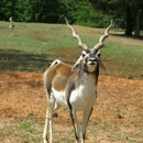 Cherokee Trace Drive-Thru Safari - Tourist Information & Attractions