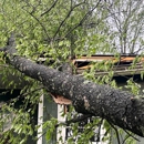 Brunoni's Tree Service - Tree Service