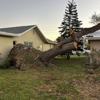 Tree Squad Experts gallery