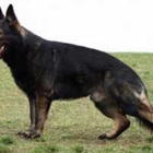 German Shepherd Breeder