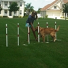 Good Behavior Dog Training gallery