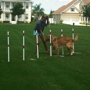 Good Behavior Dog Training