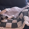 Gentle Doctor Animal Hospital gallery