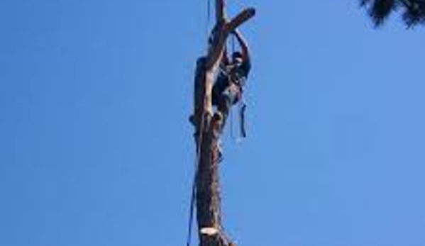 Jakymar Tree Services - Riverside, CA