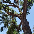 Sequoias Tree Service - Tree Service