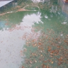 Allied Aquatics Complete Pool Care gallery