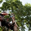 Rod's Tree Services gallery