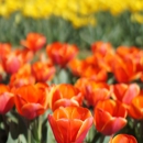 Texas-Tulips, LLC - Botanical Gardens