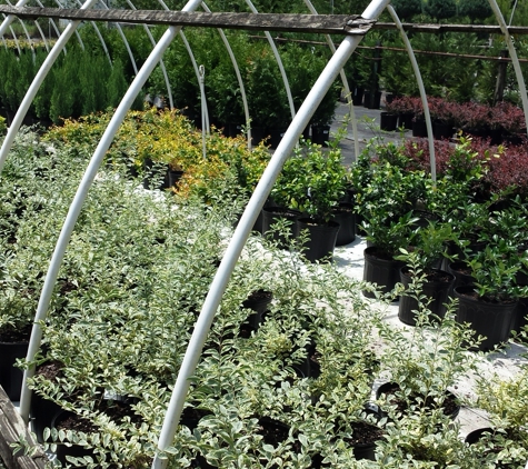 Oakdale Greenhouses, LLC - Charlotte, NC. More landscape plants