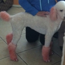 Grooming by Christina - Pet Services