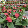 Lowe's Home Improvement gallery
