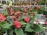 Lowe's Home Improvement - Home Centers