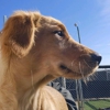 Creature Comforts Veterinary Resort and Suites, Inc. gallery