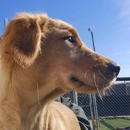 Creature Comforts Veterinary Resort and Suites, Inc. - Pet Services