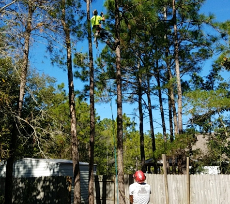 Schnelloggers Tree Service - Freeport, FL