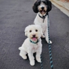 Fetch! Pet Care of Greenville gallery