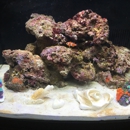 Aquarium Kingdom - Aquariums & Aquarium Supplies