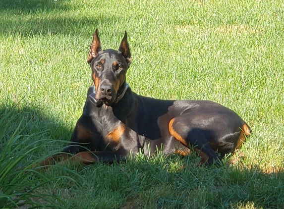 Dog Containment Systems - Olney, MD