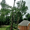 R M Tree & Stump Removal gallery