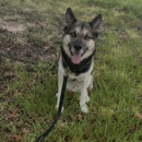 Dog Training Elite West Houston