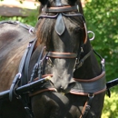 Comfy Fit Harness - Horse Equipment & Services