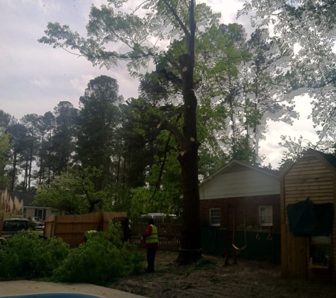 Waldrop Tree - Fayetteville, NC