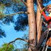 American Eagle Tree Service gallery
