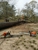 Aaron tree service - Tree Service
