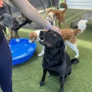 Quinntastic Dog Training - Dog Training