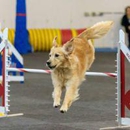 All FUR Fun Training and Event Center