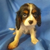 Lotus Point Puppies gallery